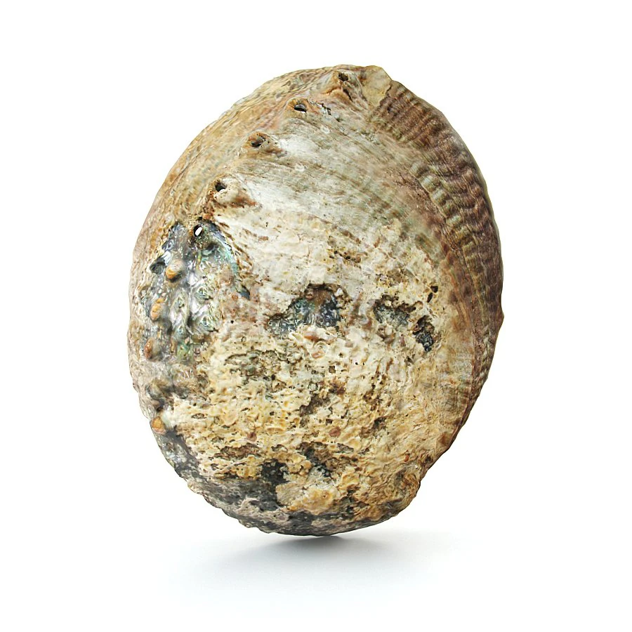 Abalone shell 3D Model .c4d .max .obj .3ds .fbx .stl .blend 