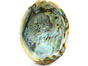 Abalone shell 3D Model