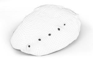 Abalone shell 3Dモデル