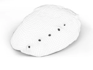 Abalone shell 3D Model