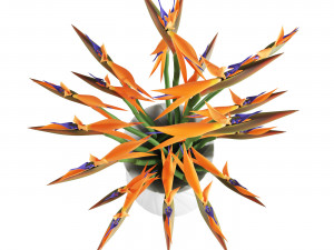 Strelitzia 3D मॉडल