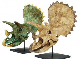 Cr&acirc;ne de tric&eacute;ratops Modèle 3D