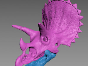 Triceratops skull 3D Model