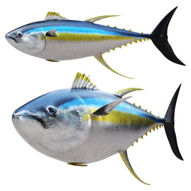 Fish Tuna 3D 모델 .c4d .max .obj .3ds .fbx .stl .blend 