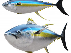 Fish Tuna 3D Model