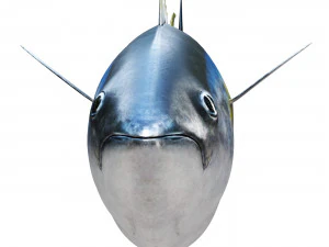 Fish Tuna 3D Model