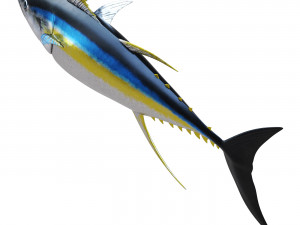 Fish Tuna 3D 모델