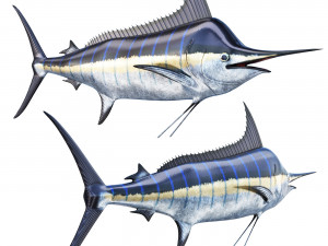 Marlin fish 3Dモデル