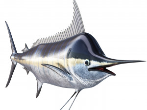 Marlin fish 3Dモデル