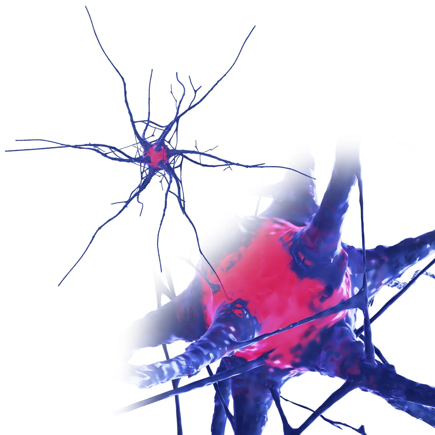 Nerve cell 3D Model .c4d .max .obj .3ds .fbx .stl .blend 