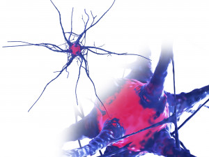Nerve cell Model 3D