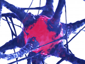 Nerve cell 3Dモデル