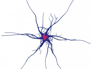 Nerve cell 3D Model