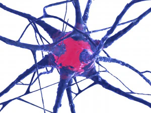 Nerve cell 3D Model