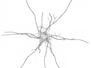 Nerve cell 3D Model