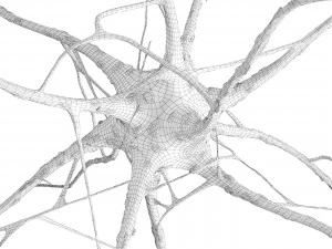 Nerve cell 3D Model