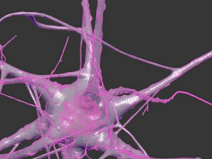 Nerve cell 3D Model