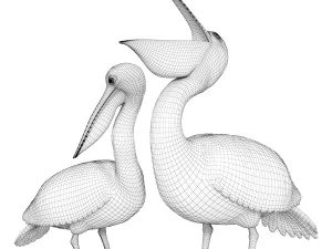 Pelicans 3D Model