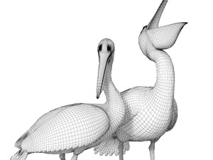 Pelicans Modèle 3D
