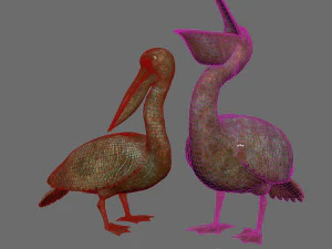 Pelicans 3D Model