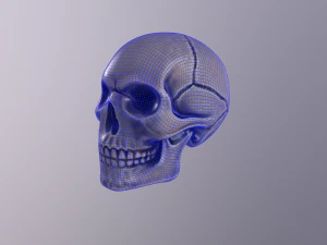 Human skull handpainted 3D Model