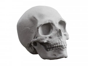 Human Skull Figurine 3D Model