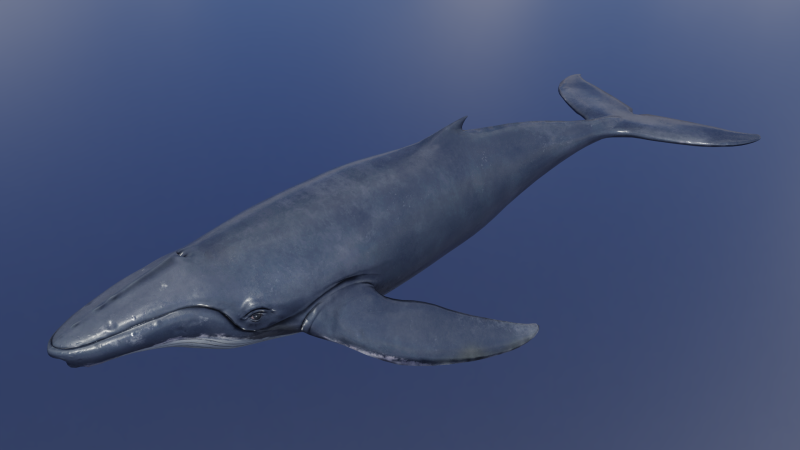 Whale Rigged 2K Model 3D .c4d .max .obj .3ds .fbx .stl .blend 