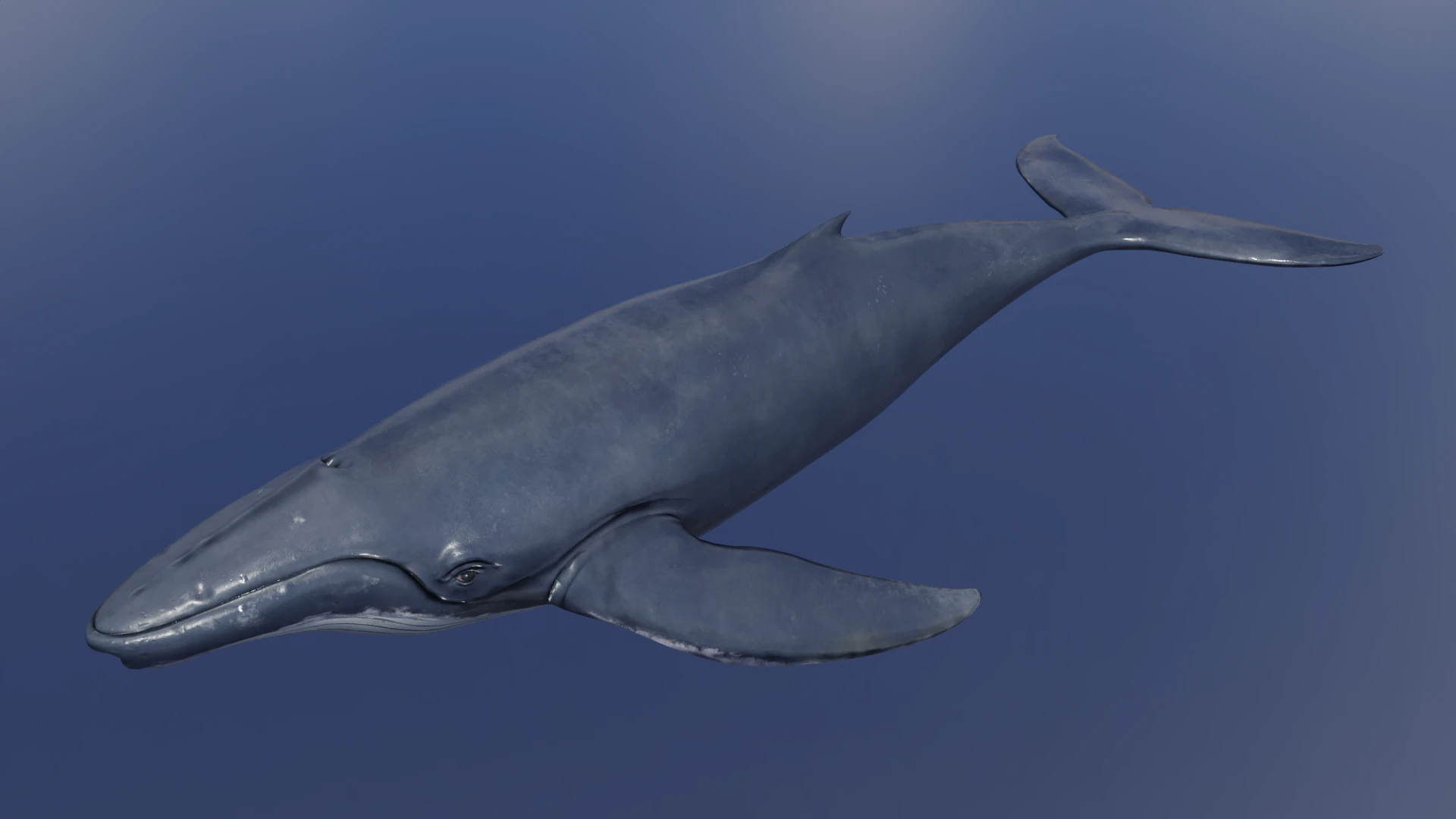 Whale Rigged 2K 3D Model .c4d .max .obj .3ds .fbx .stl .blend 