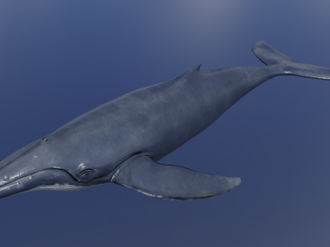 Whale Rigged 2K Modelo 3D