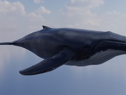 Whale Rigged 2K Model 3D