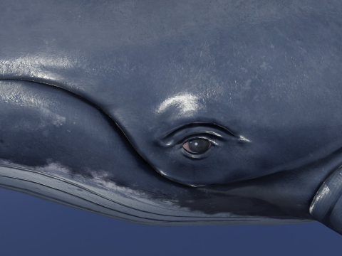 Whale Rigged 2K Model 3D