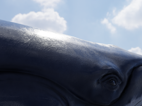 Whale Rigged 2K Model 3D
