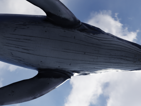 Whale Rigged 2K Model 3D