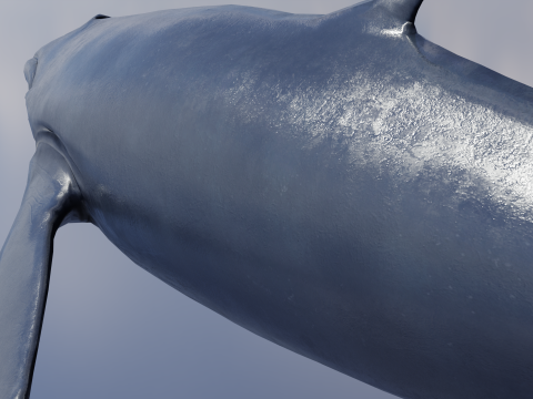 Whale Rigged 2K Model 3D