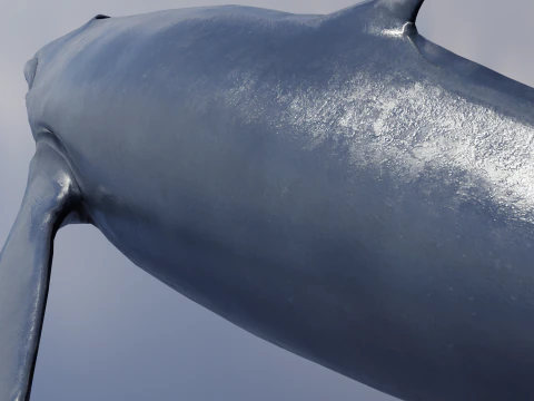 Whale Rigged 2K 3D Model