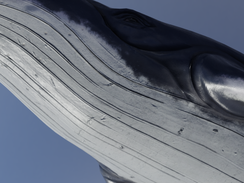 Whale Rigged 2K Model 3D