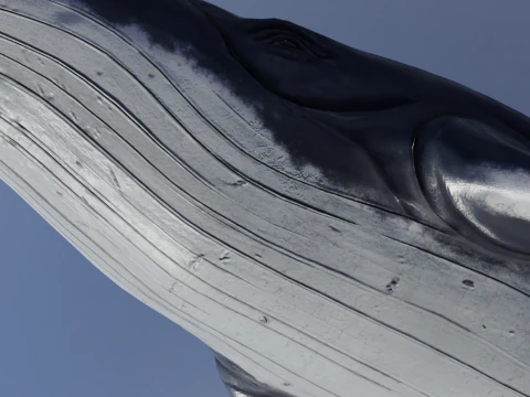 Whale Rigged 2K 3D Model