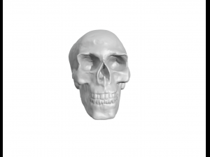 Skull 3D Print Model