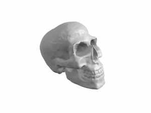 Skull Model do druku 3D