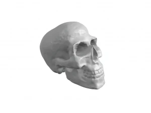 Skull 3D Print Model