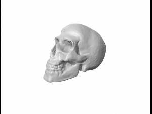 Skull Model do druku 3D