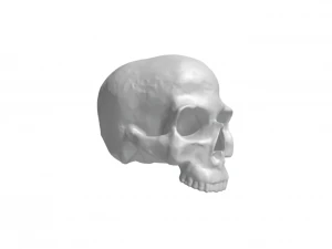 頭蓋骨 3Dプリントモデル