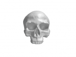 Skull Modèles 3D en vedette