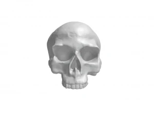 Skull 3D Print Model