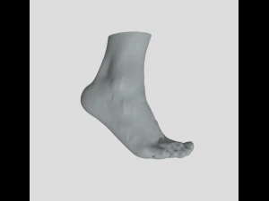 Feet - Foot - Paw 3D Print Model