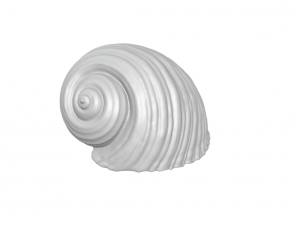 Shell - seashell - conch - sea 3D Print Model