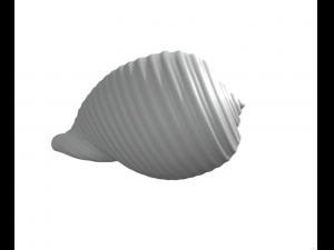 Shell - seashell - conch - sea Model do druku 3D