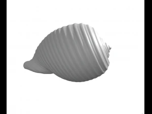 Shell - seashell - conch - sea 3D Print Model