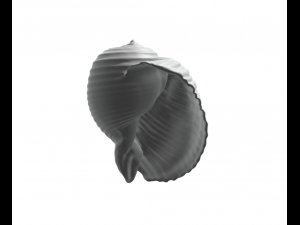 Shell - seashell - conch - sea Model do druku 3D