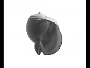 Shell - seashell - conch - sea 3D Print Model